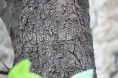 Semecarpus anacardium